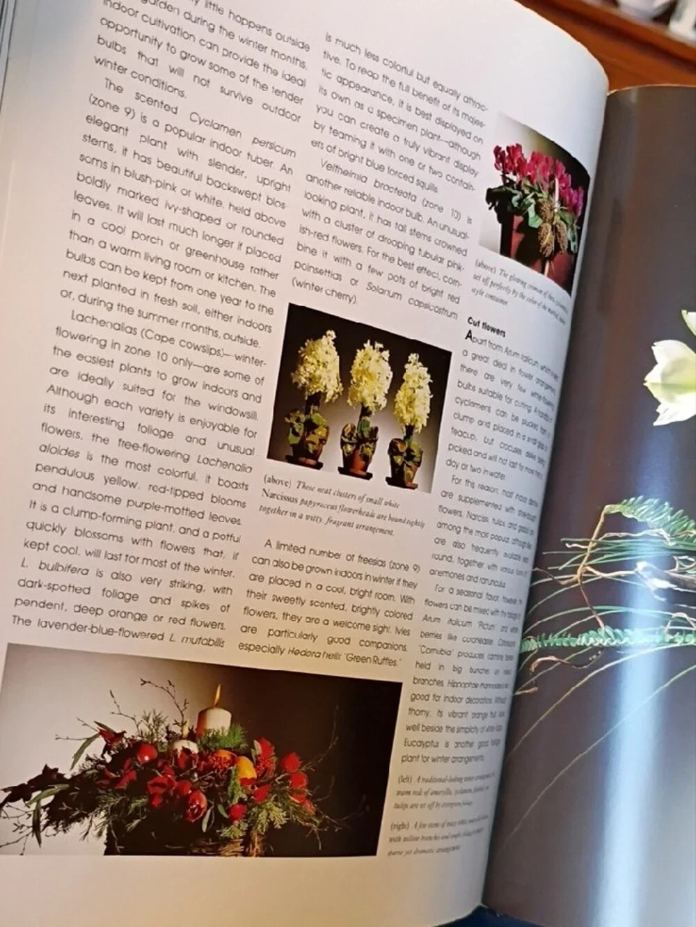 The Complete Book of Bulbs — Black Cover